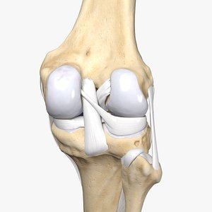 High Resolution Human Knee from a real CT-Scan