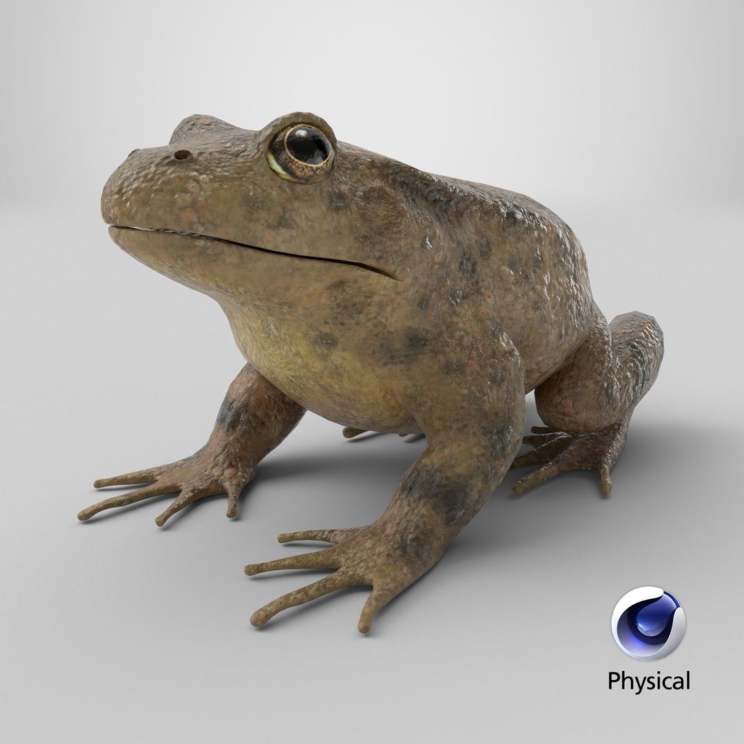 Toad 3D model https://p.turbosquid.com/ts-thumb/IV/2tCkDP/Du/stemcell_cinema_4d_physical_render/png/1704234303/1920x1080/fit_q87/c78868c9cc1e1e0a8b5578eae387a165d78c6257/stemcell_cinema_4d_physical_render.jpg