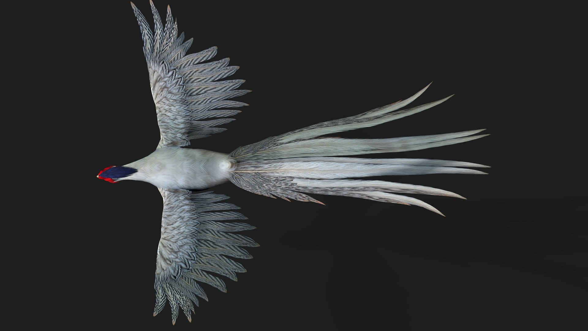 3D White Pheasant-A1 https://p.turbosquid.com/ts-thumb/IV/4PeS7Z/Bz/preview11/jpg/1759465273/1920x1080/fit_q87/784165c144f442bfd3e0a69985b9d37eb505591c/preview11.jpg