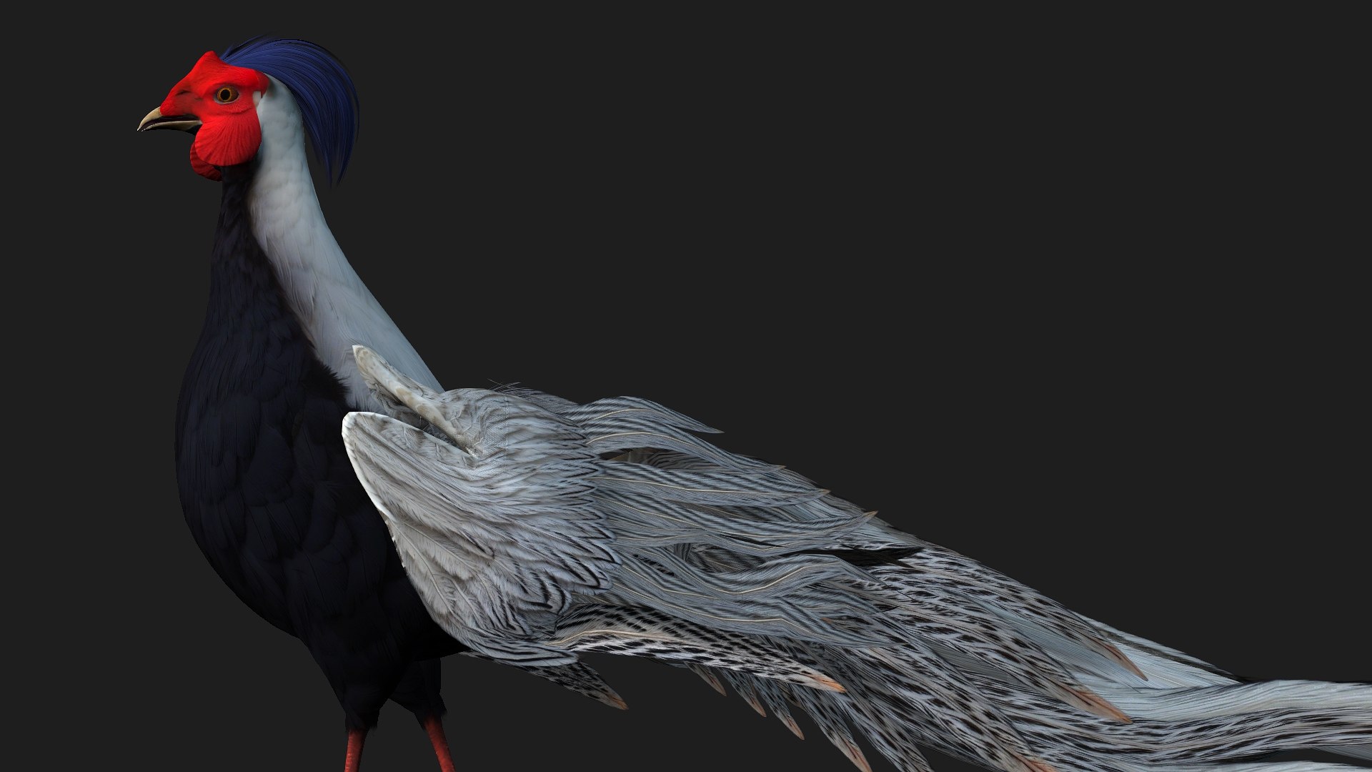 3D White Pheasant-A1 https://p.turbosquid.com/ts-thumb/IV/4PeS7Z/Yp/preview01/jpg/1759465264/1920x1080/fit_q87/ac45e4790037f297def112e22fd9c68242425889/preview01.jpg