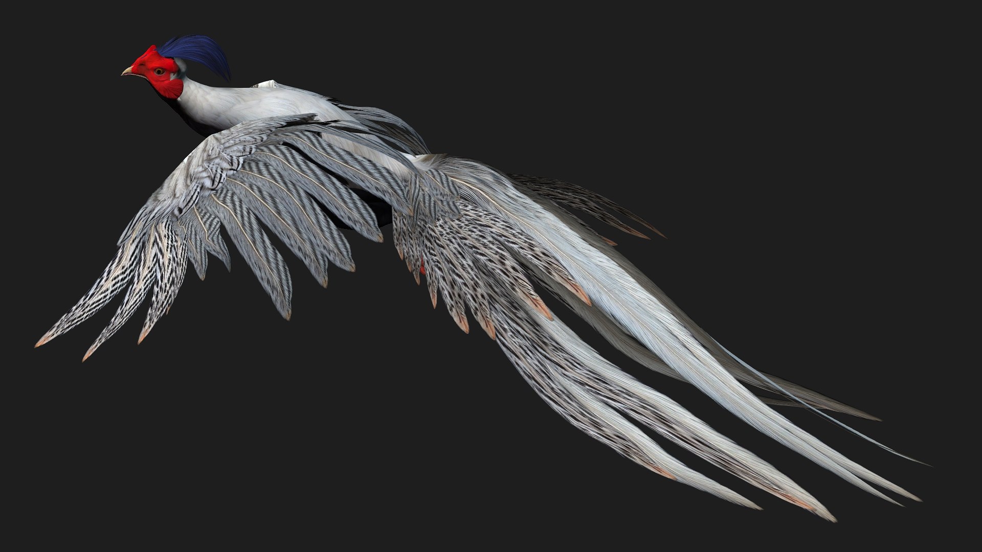 3D White Pheasant-A1 https://p.turbosquid.com/ts-thumb/IV/4PeS7Z/ZE/preview09/jpg/1759465272/1920x1080/fit_q87/00c55280b3ee7f3f9fdd9418df780f6aafc82f29/preview09.jpg