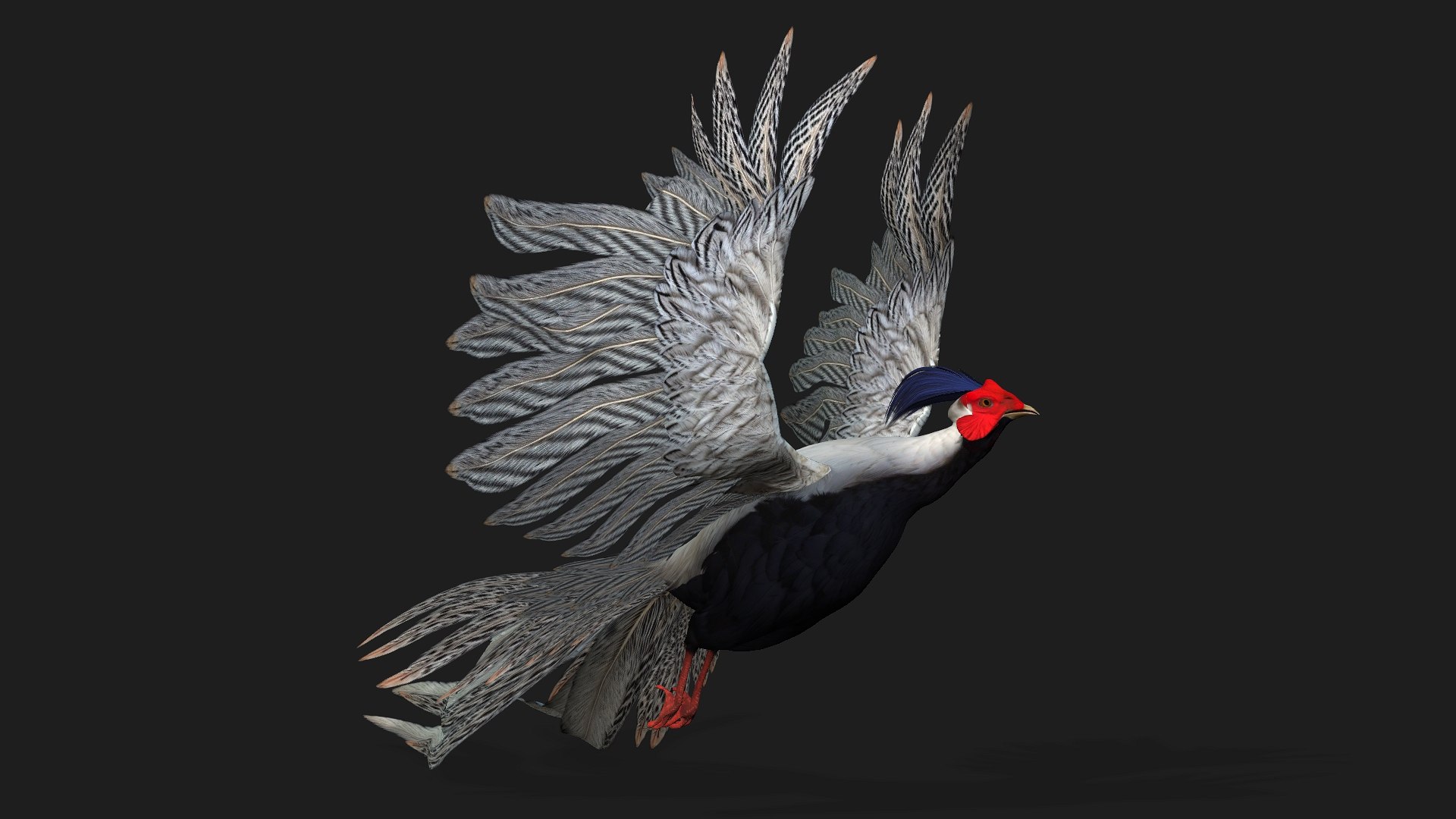 3D White Pheasant-A1 https://p.turbosquid.com/ts-thumb/IV/4PeS7Z/iz/preview08/jpg/1759465271/1920x1080/fit_q87/cc7182da0cc4f05ee3da6458ba436014e8936075/preview08.jpg