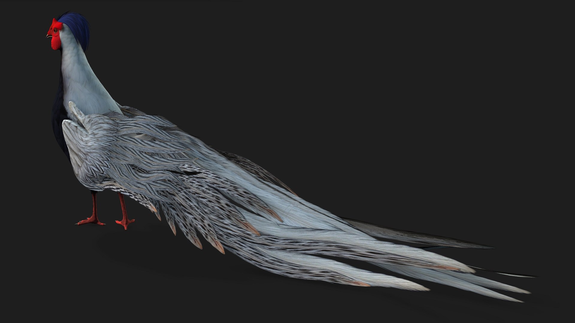 3D White Pheasant-A1 https://p.turbosquid.com/ts-thumb/IV/4PeS7Z/lD/preview04/jpg/1759465269/1920x1080/fit_q87/2eb82ea000a1f25e1471d13e3771a2910a407863/preview04.jpg