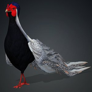 White Pheasant-A1