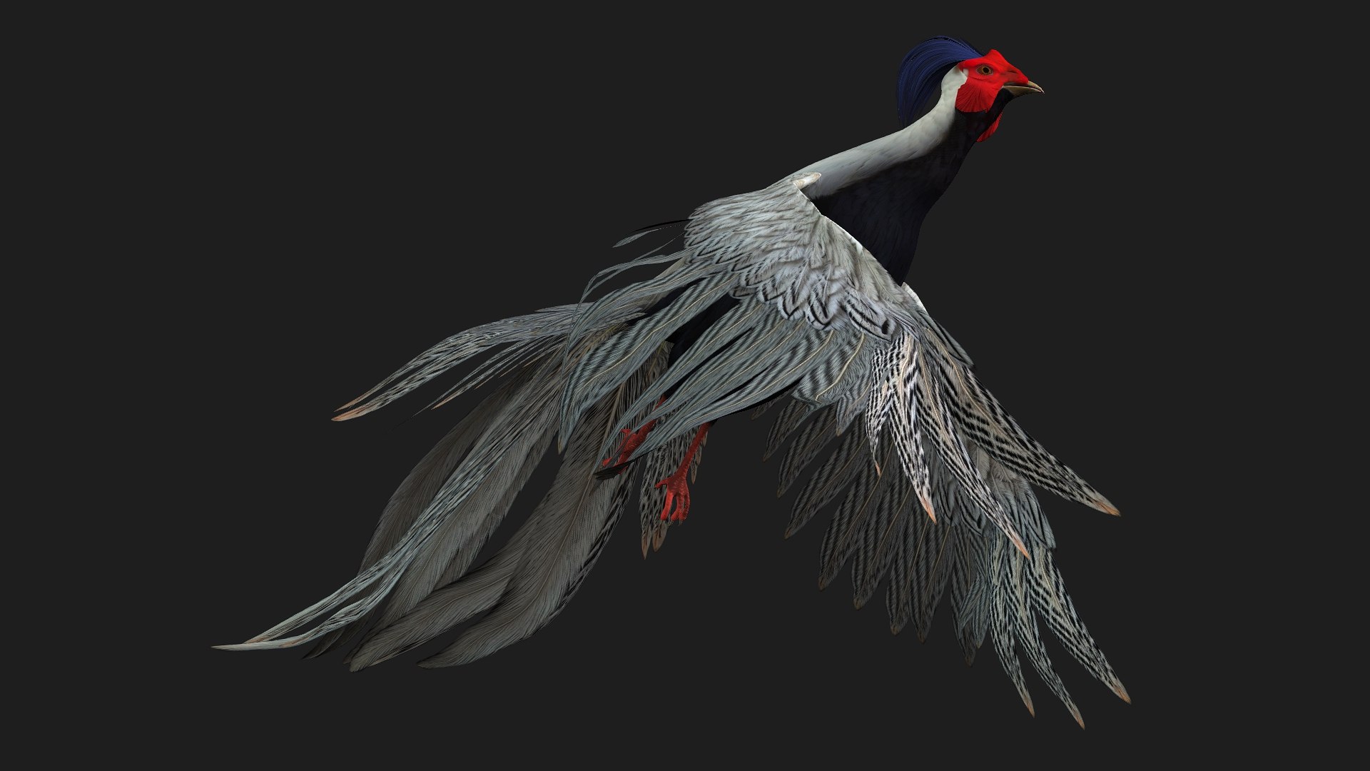 3D White Pheasant-A1 https://p.turbosquid.com/ts-thumb/IV/4PeS7Z/zj/preview06/jpg/1759465270/1920x1080/fit_q87/3c041a40c25154e61c3de10965eb2f4fc2851410/preview06.jpg