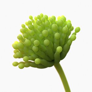 Aspergillus fungi