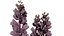 British Thyme Broomrape 3D Asset