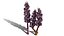British Thyme Broomrape 3D Asset