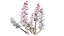 British Thyme Broomrape 3D Asset