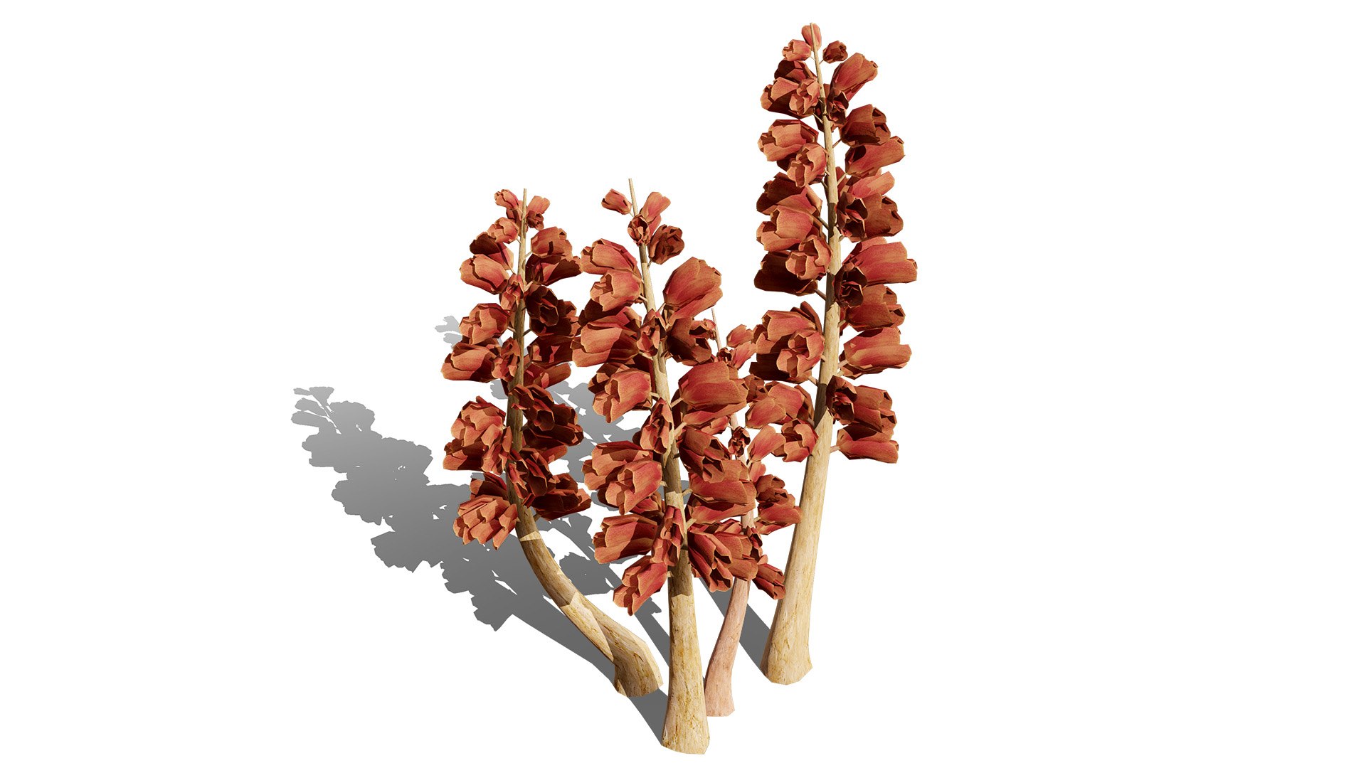 British Thyme Broomrape 3D Asset 3D https://p.turbosquid.com/ts-thumb/IV/LXGCQW/Xw/britishthymebroomrapefirstveriationl/jpg/1757435138/1920x1080/fit_q87/2d7c775f6ec1f270f03d36d77892f3edf2f478ba/britishthymebroomrapefirstveriationl.jpg