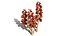 British Thyme Broomrape 3D Asset