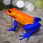Poison dart frog 04 by 3DRivers