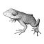 Poison dart frog 04 by 3DRivers