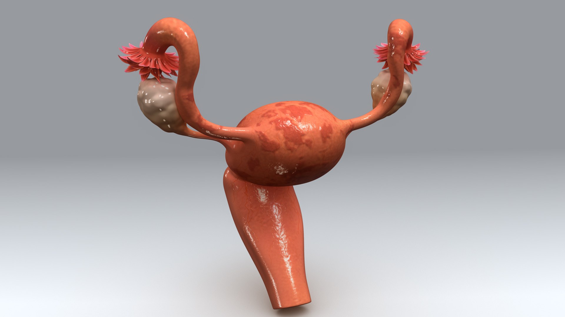 子宫解剖模型 - Wellden International Inc. - 妇科 / 教学 / 妊娠