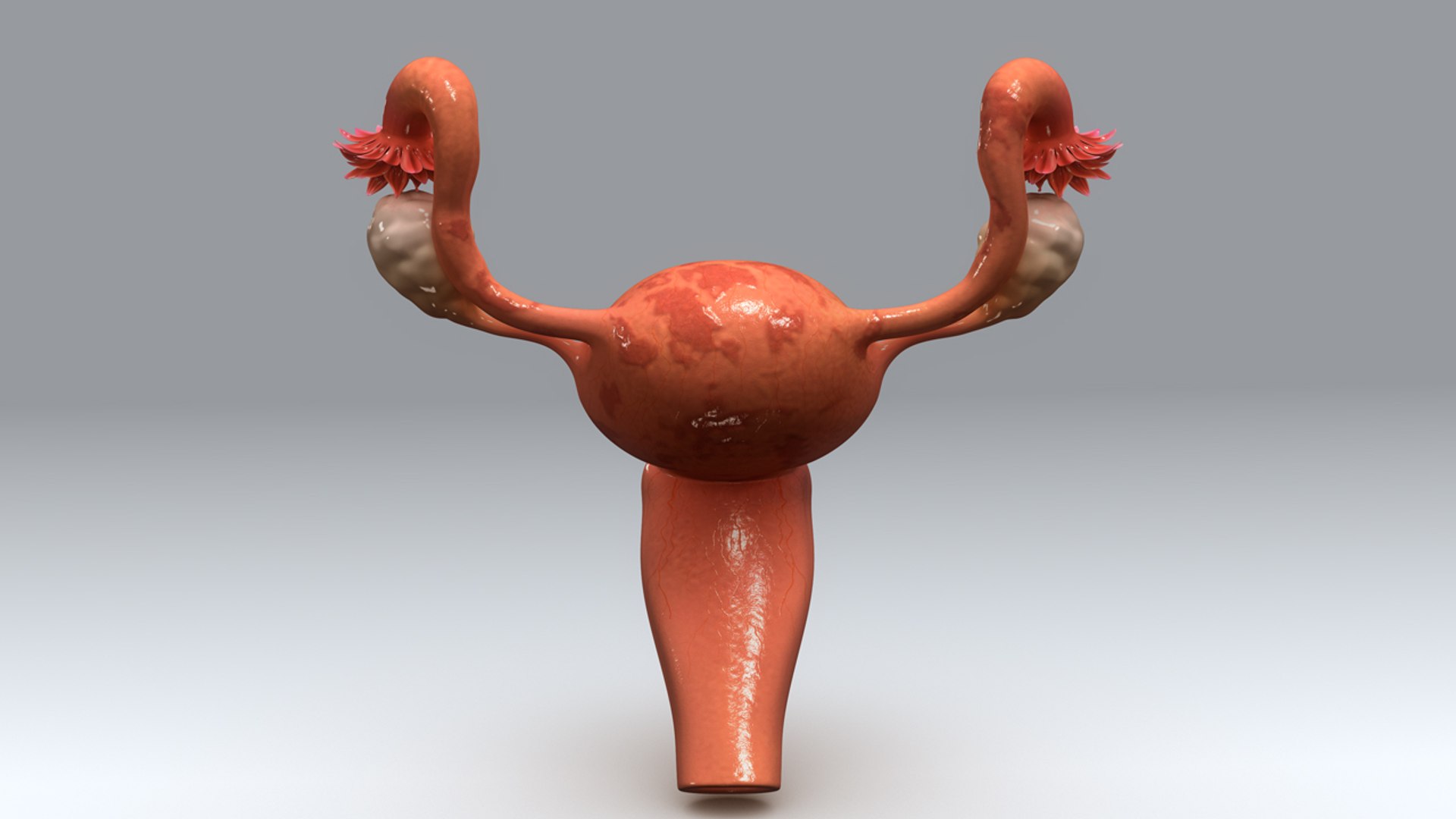 uterus endometrial tissue 3d obj