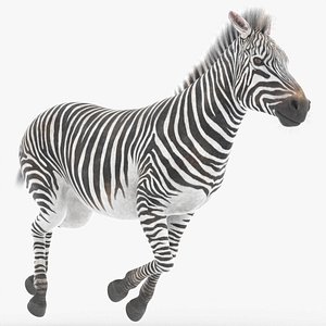 Wild Zebra African Running Animated Fur Rigged For Blender