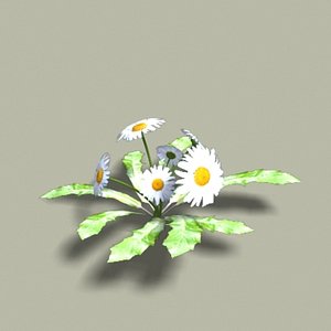 Doofus Plants - DAISY