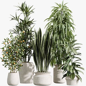 AV Indoor Plants Set 426 Ficus Fig Warneckii Sansevieria Orange 3D model