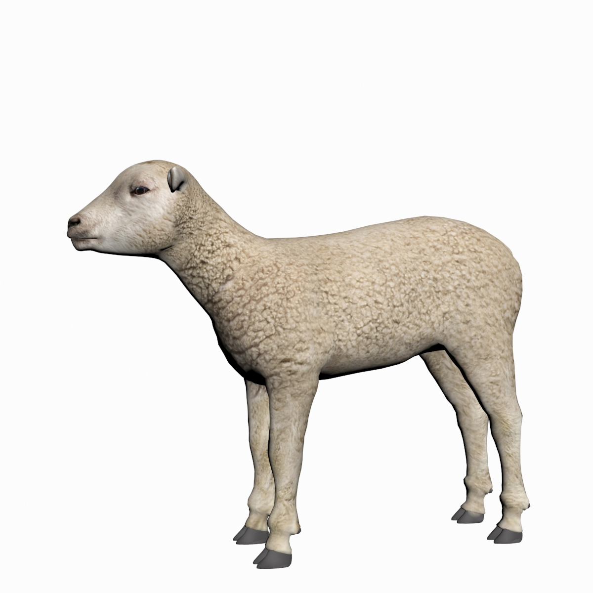 3D model Lamb - TurboSquid 1761280