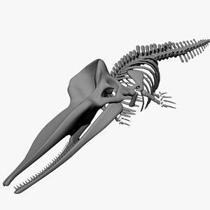 3d max sperm whale skeleton animal