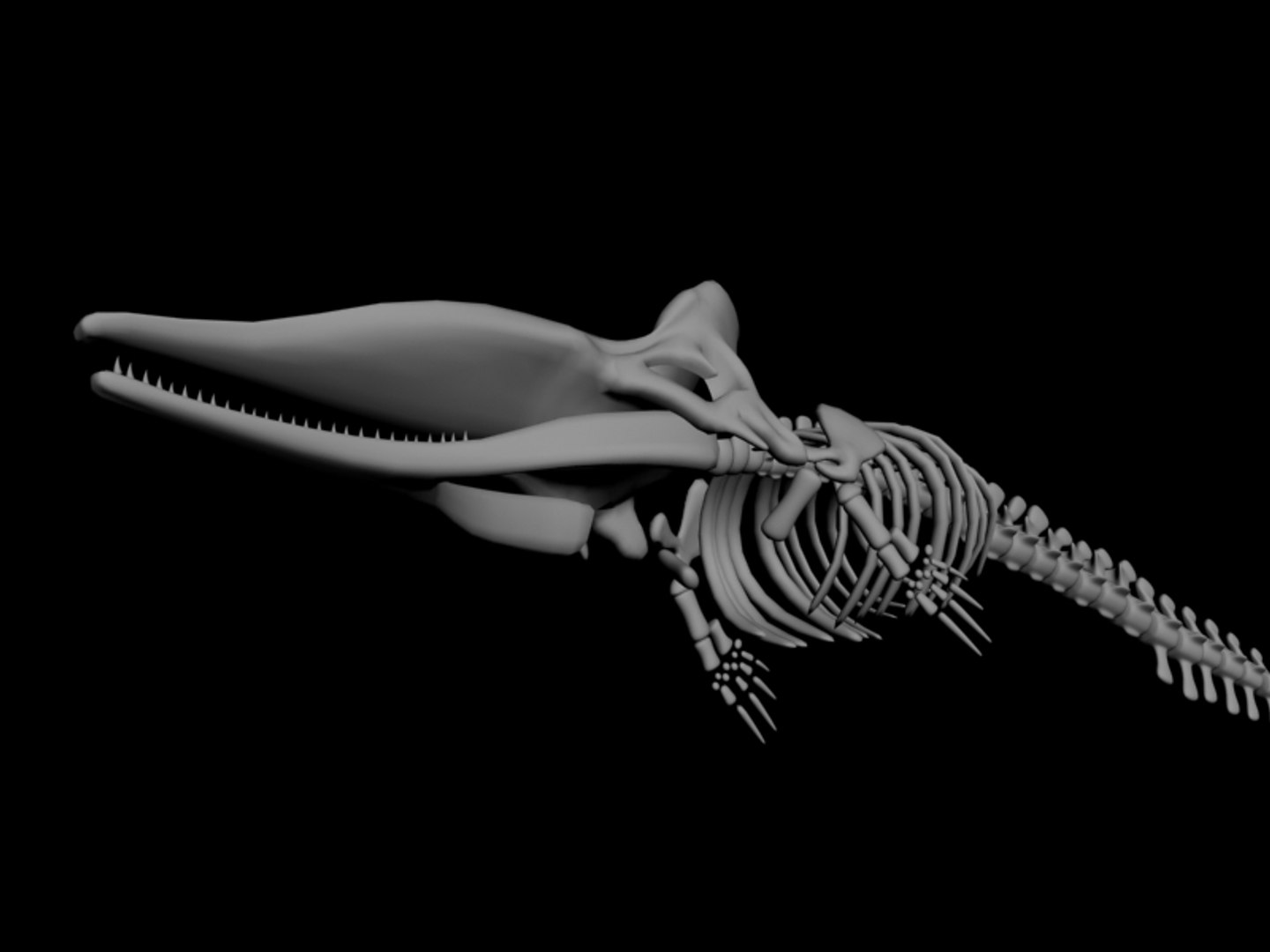 3d Max Sperm Whale Skeleton Animal