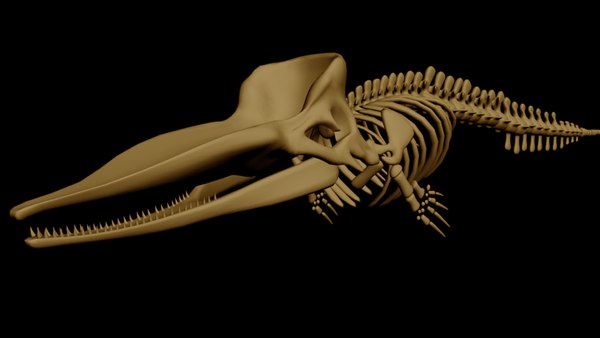 マッコウクジラの骨格3Dモデル - TurboSquid 769210 マッコウクジラの骨格3Dモデル - TurboSquid 769210