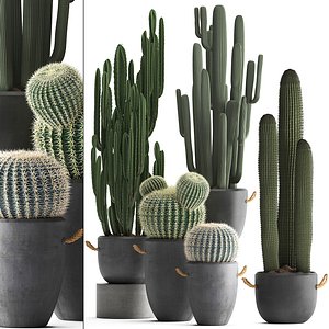 plants exotic cactus 3D model