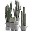 Collection of Exotic Cactus Plants 411