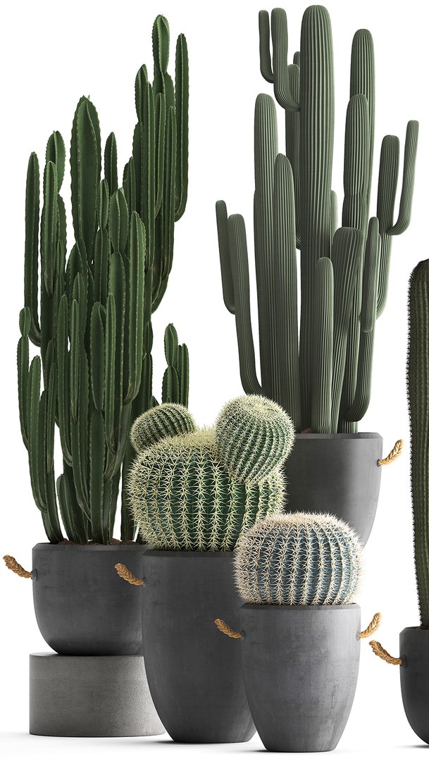 plants exotic cactus 3D model https://p.turbosquid.com/ts-thumb/IW/7tlfN1/Mw3II3gy/cactusset1811201904/jpg/1574264401/1920x1080/fit_q87/009c2f81ea343f41b79bdf2603f281f59d765e97/cactusset1811201904.jpg