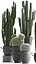 Collection of Exotic Cactus Plants 411