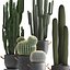 Collection of Exotic Cactus Plants 411