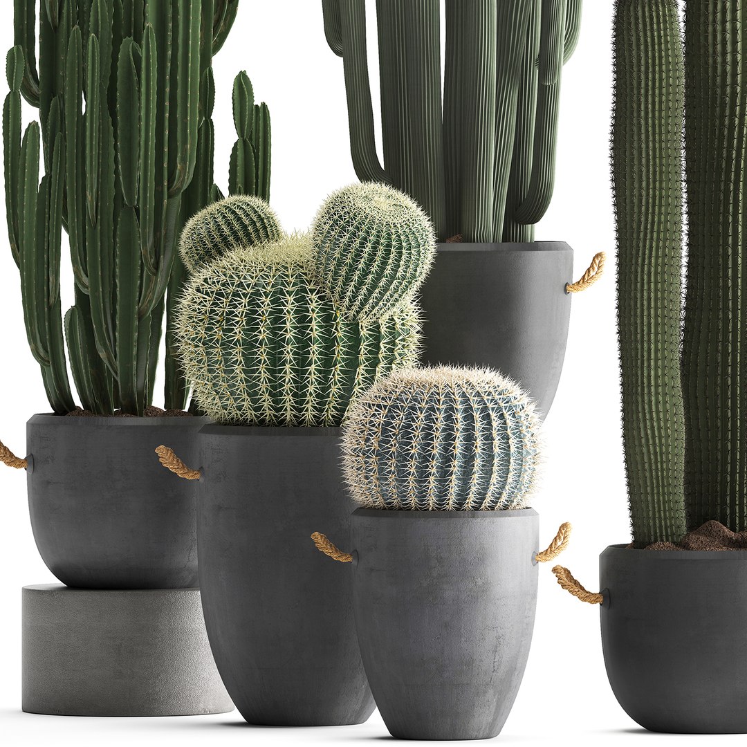 plants exotic cactus 3D model https://p.turbosquid.com/ts-thumb/IW/7tlfN1/u3U225E0/cactusset1811201902/jpg/1574264401/1920x1080/fit_q87/a20b49f35aff59dca305db0b8209464ccc6f2bb5/cactusset1811201902.jpg
