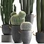 Collection of Exotic Cactus Plants 411