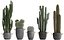 Collection of Exotic Cactus Plants 411