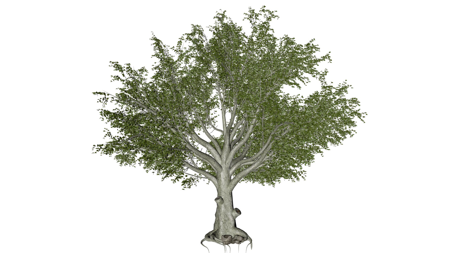 3D American Beech Tree - 01 - Model - TurboSquid 2374272