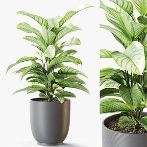 3D Plant 1263