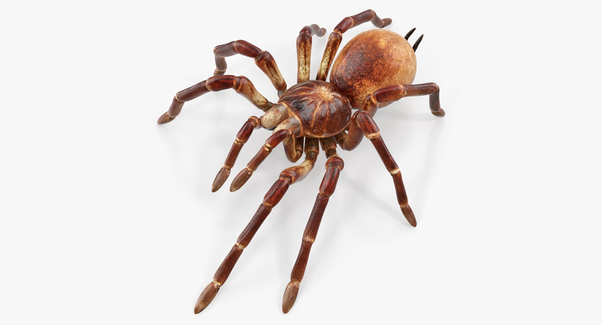 Bird Eating Spider Walking Pose 3D Model 3D model preview