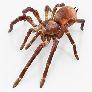 Bird Eating Spider Walking Pose 3D Model