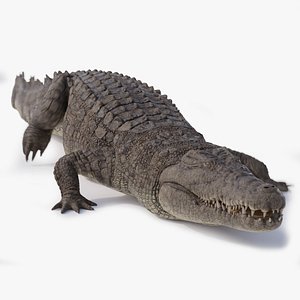 Nile Crocodile ANIMATED