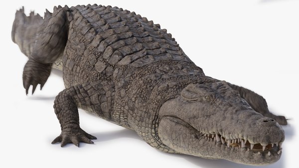3D модель Нильский крокодил анимированный - TurboSquid 1760026