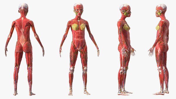 Skinless Full Body Kid Girl Anatomy 3D model - TurboSquid 1952866