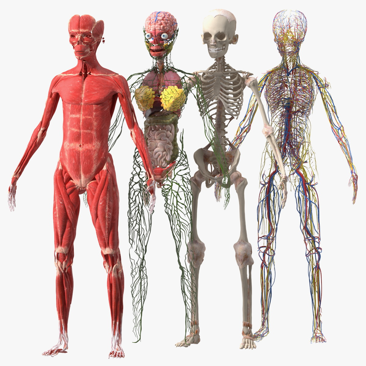 3D модель Skinless Full Body Kid Girl Anatomy - TurboSquid 1952866