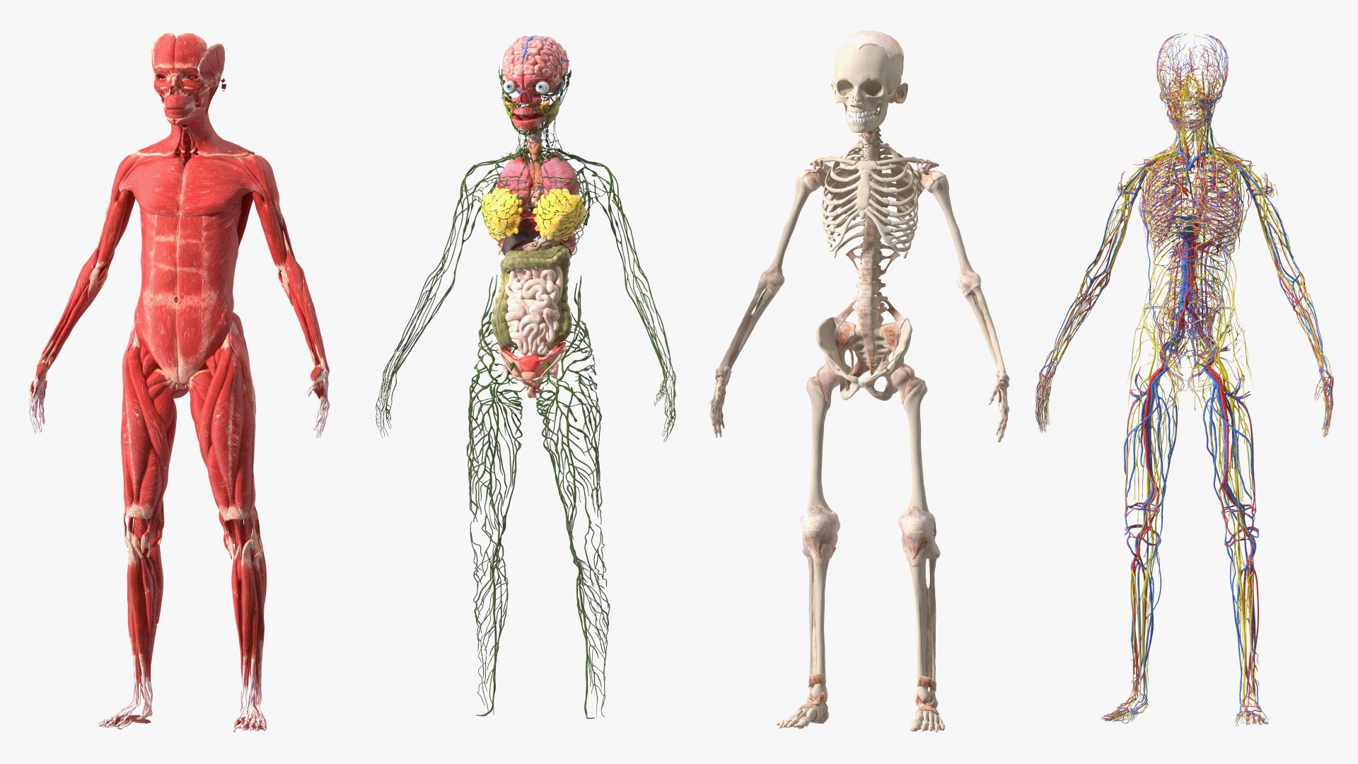 Skinless Full Body Kid Girl Anatomy