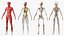 Skinless Full Body Kid Girl Anatomy 3D model