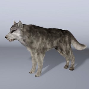 Wolf Hair