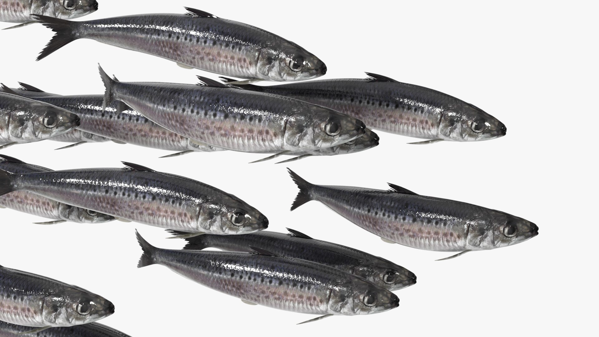 Sardine Rigged For Blender Animated Set 3D model https://p.turbosquid.com/ts-thumb/IW/wR0GXK/3f/sardine_rigged_for_blender_animated_set_009/jpg/1789074610/1920x1080/fit_q87/9d9305ad31508c66e55da92ca5ab7a956bad24ce/sardine_rigged_for_blender_animated_set_009.jpg