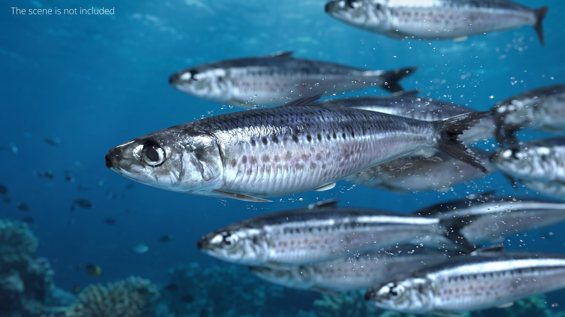 Sardine Rigged For Blender Animated Set 3D model https://p.turbosquid.com/ts-thumb/IW/wR0GXK/6H/sardine_rigged_for_blender_animated_set_004/jpg/1789074595/1920x1080/fit_q87/34d958ff2bca19294ed79490cd1f6e12cc4e2462/sardine_rigged_for_blender_animated_set_004.jpg