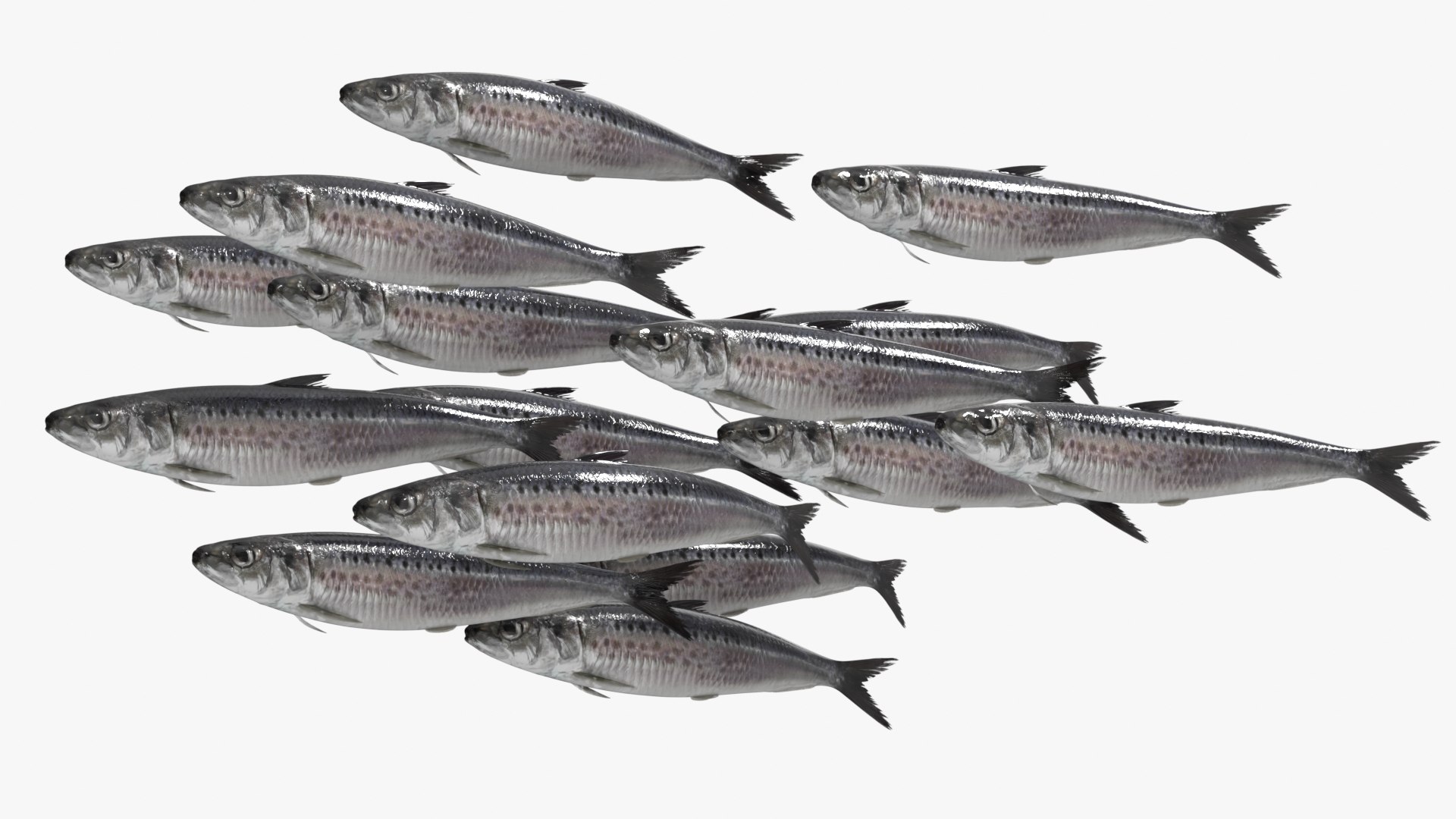 Sardine Rigged For Blender Animated Set 3D model https://p.turbosquid.com/ts-thumb/IW/wR0GXK/Bx/sardine_rigged_for_blender_animated_set_002/jpg/1789074281/1920x1080/fit_q87/51541a82fd18ea45b264e6102c9c6d71ea003c42/sardine_rigged_for_blender_animated_set_002.jpg