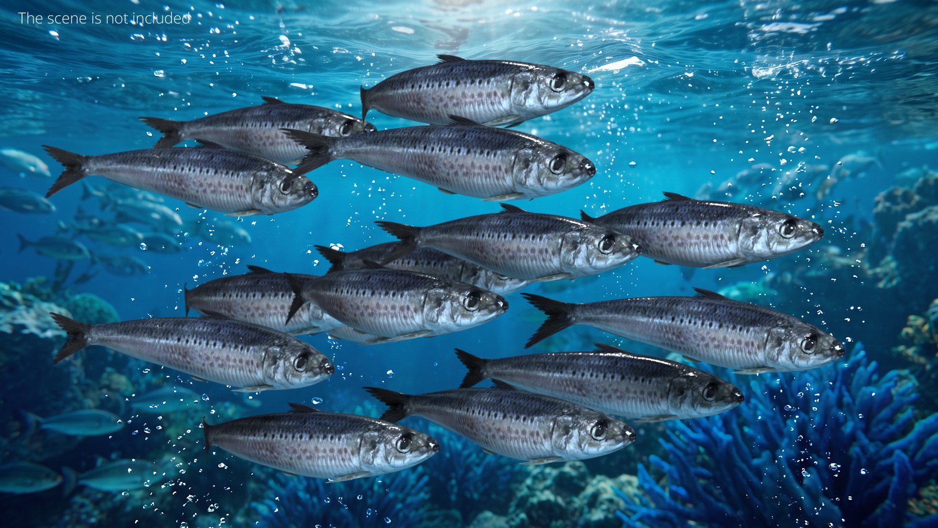 Sardine Rigged For Blender Animated Set 3D model https://p.turbosquid.com/ts-thumb/IW/wR0GXK/JB/sardine_rigged_for_blender_animated_set_003/jpg/1789074592/1920x1080/fit_q87/b30e7c963d494a13823db589ced795f3dfb34736/sardine_rigged_for_blender_animated_set_003.jpg