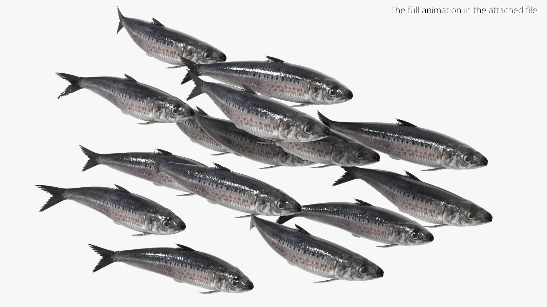 Sardine Rigged For Blender Animated Set 3D model https://p.turbosquid.com/ts-thumb/IW/wR0GXK/Mz/sardine_rigged_for_blender_animated_set_363/jpg/1789074515/1920x1080/turn_fit_q99/9fa376edd2fce9d6914e59b39fd2bb59e85798ae/sardine_rigged_for_blender_animated_set_363-1.jpg
